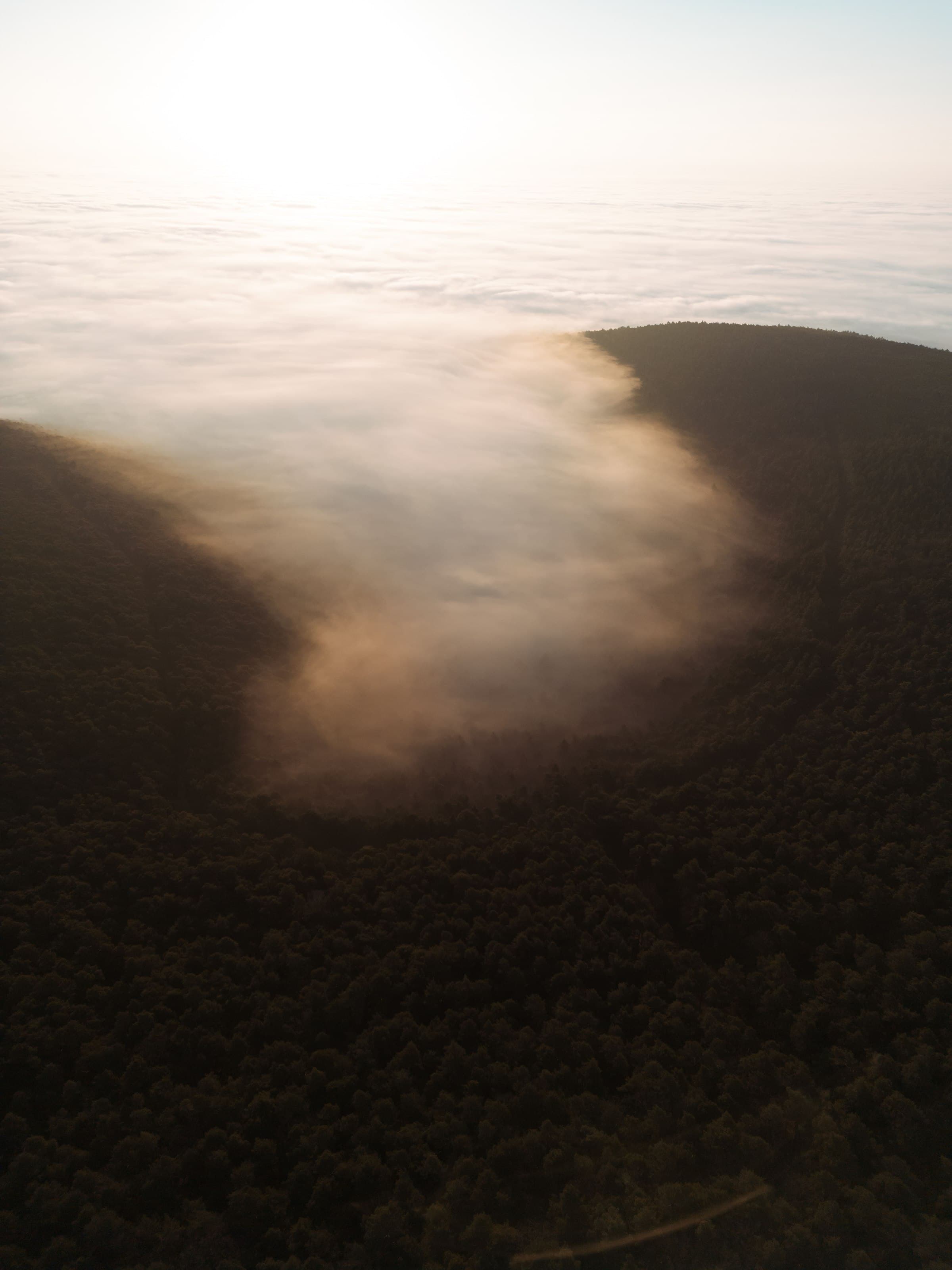 A dense forest canopy at sunrise, golden light breaking through the fog